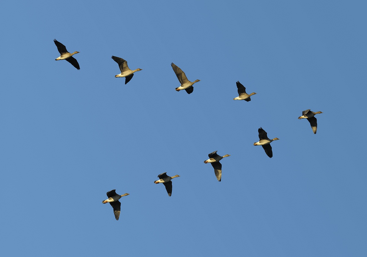 Cloud Migration